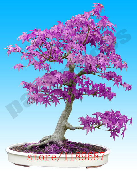 Purple Blue Ghost Japanese Maple Tree